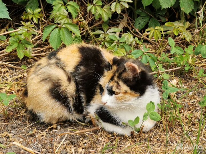 Спасите Мурочку с детками