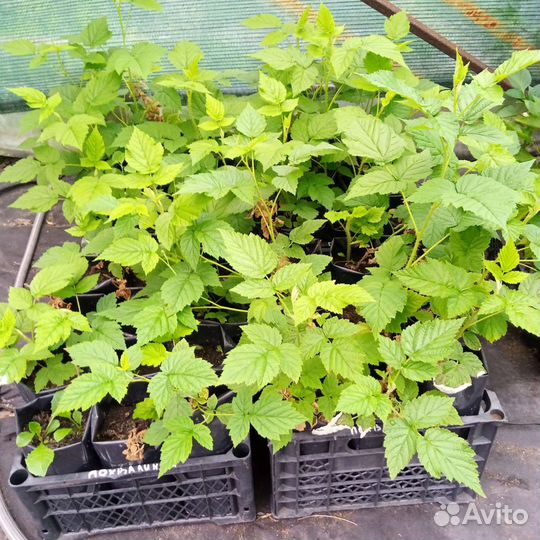 Саженцы малины ремонтантной Похвалинка с зкс