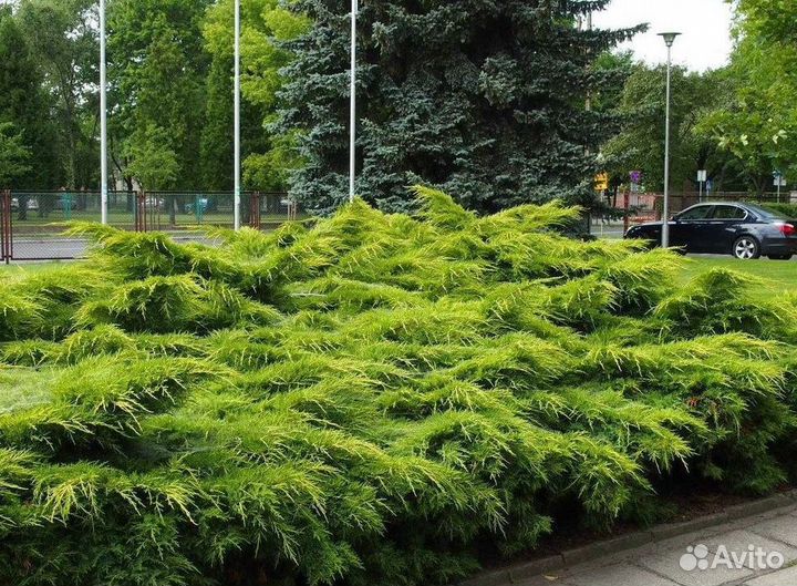 Можжевельник Голд Стар из питомника с доставкой