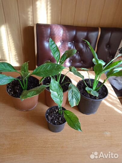 Домашние растения