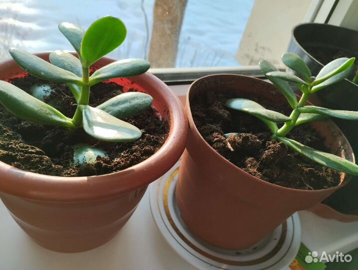 Толстянка, крассула, денежное дерево