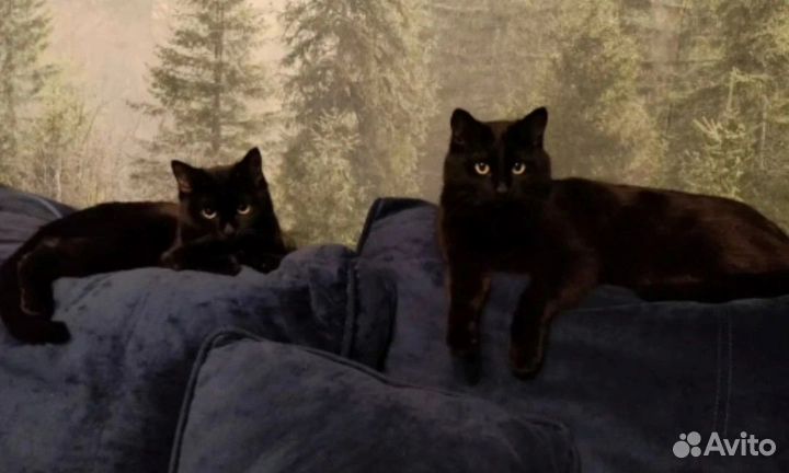 Кот и кошка