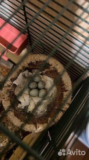 Кенара и канарейки