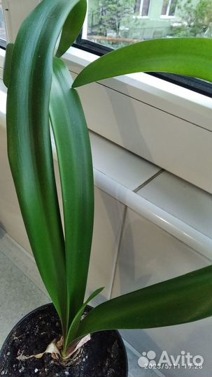 Гиппеаструм амариллис