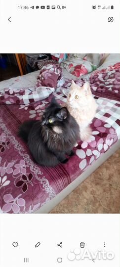 Отдам в добрые руки котиков