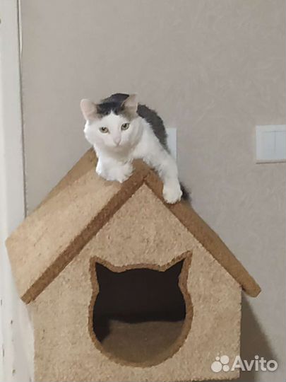 Когтеточка Домик для кошки бу
