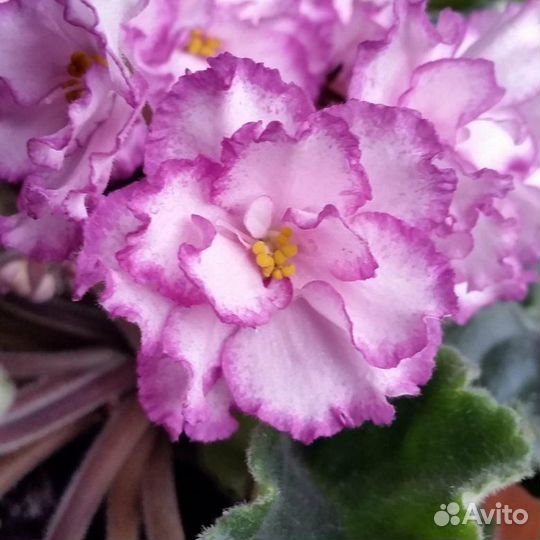 Сортовые фиалки