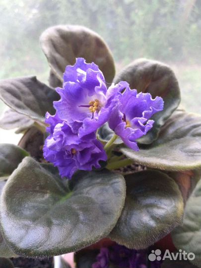 Лист фиалки укоренённый