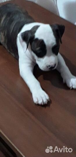 Американский стаффордширский терьер