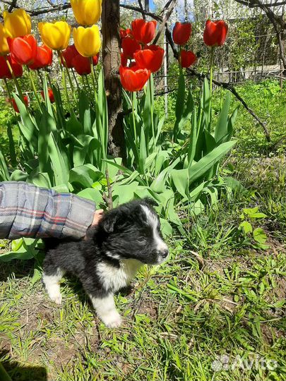 Пять пандочек в дар