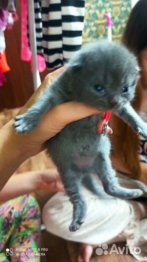 Шотландские котята