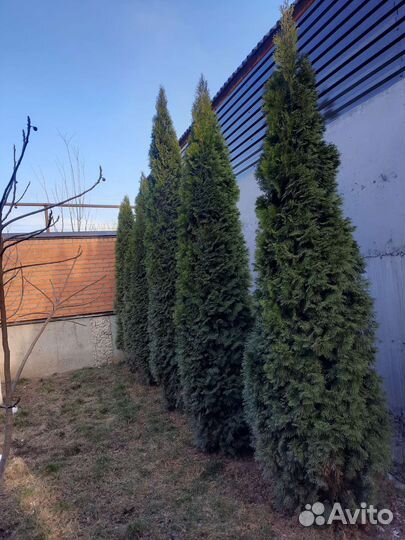 Туя смарагд