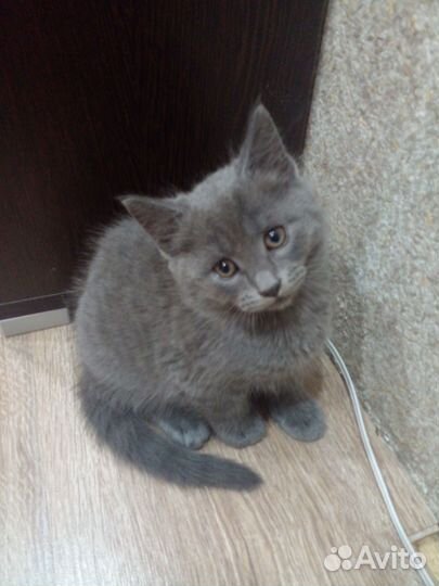 Кошечка в добрые руки