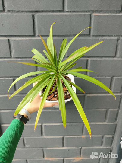 Кордилина и кротон