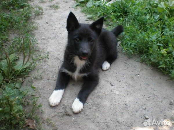 Лайки и другие породы