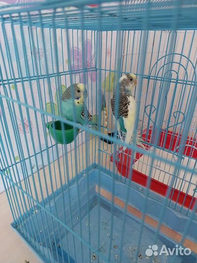 Волнистый попугай