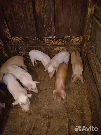 Поросята