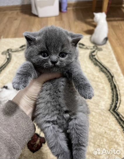 Британская девочка