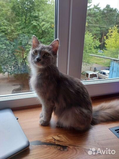 Кошечка Ася