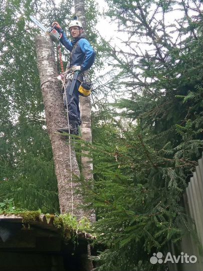 Спил, удаление деревьев по частям, удаление пней