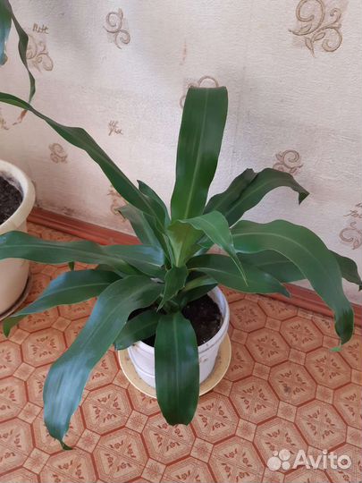 Дерево счастья