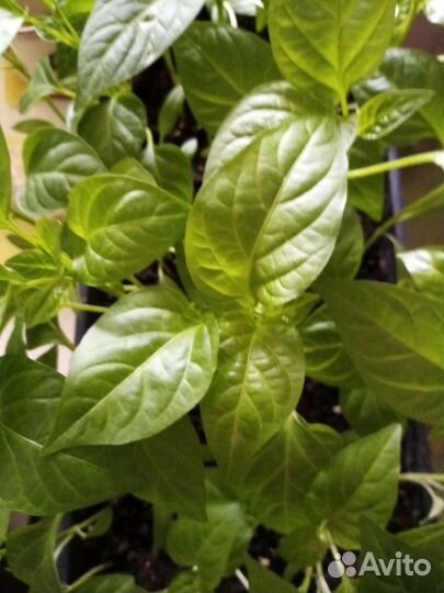 Рассада :томаты, перец, баклажан, бархатцы астра