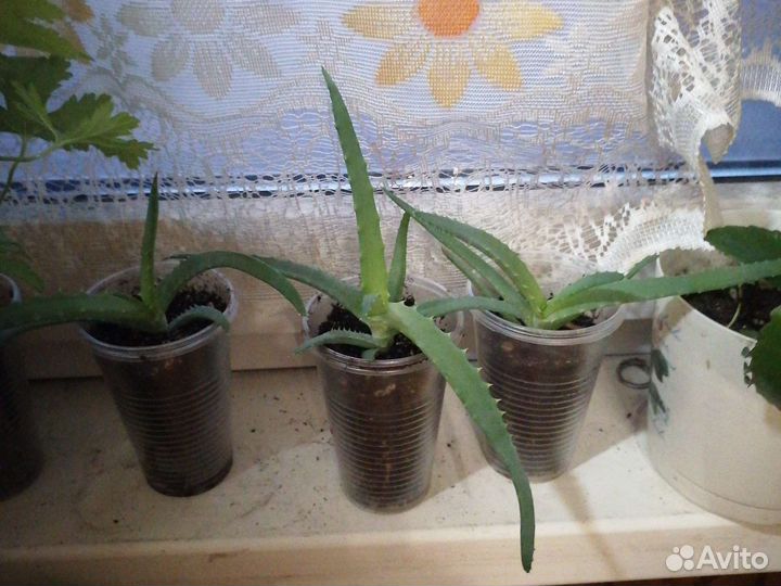 Алоэ Столетник лечебный