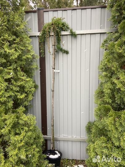 Лиственница Стиф Випер штамб 150 см,Пули 120 см