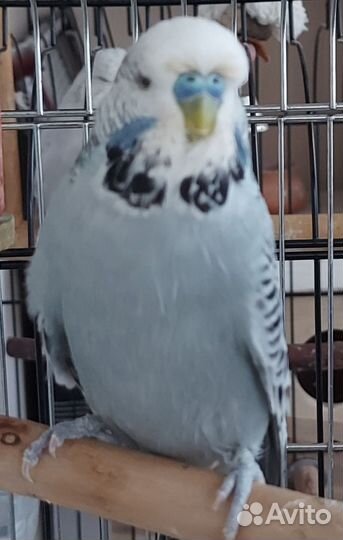 Попугаи ввп чехи