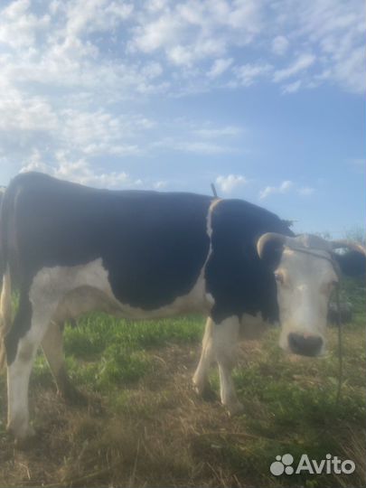 Корова дойная