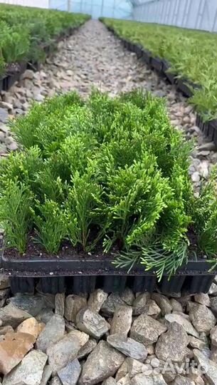 Туя в касетах