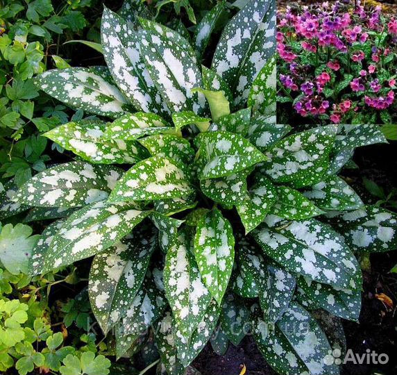 Многолетние цветы