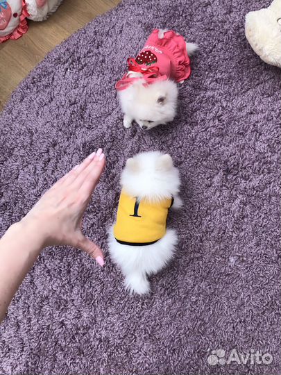Померанский шпиц мини