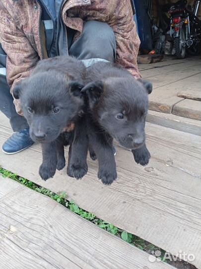 Щенки бесплатно