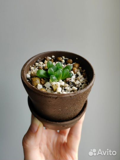 Суккулент Хавортия Купера обтуза