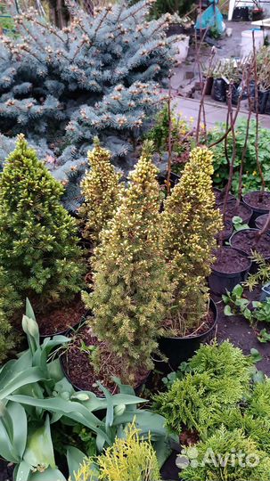 Ель коника, ель дейзи уайт