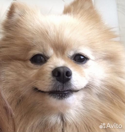 Передержка животных