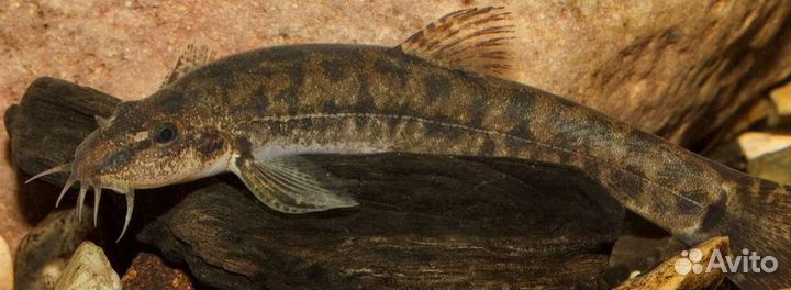 Голец усатый