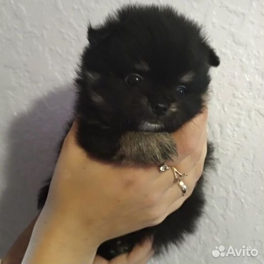 Щенки померанского шпица