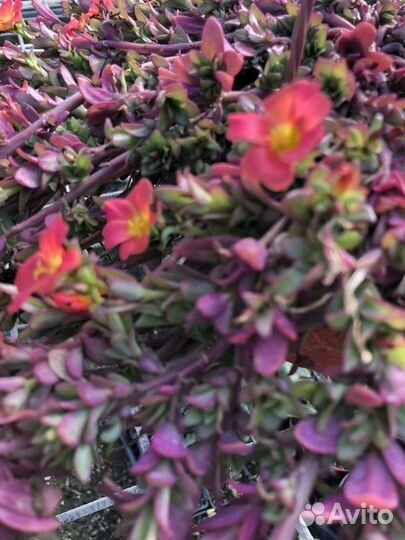 Ампельные растения