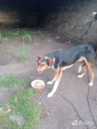 Собаки бесплатно в добрые руки