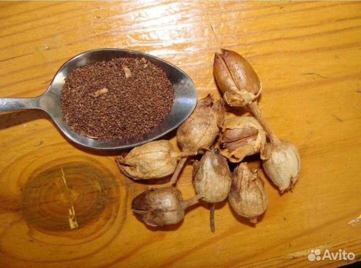 Семена табака