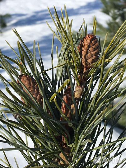 Масло Эфирное Кедровое