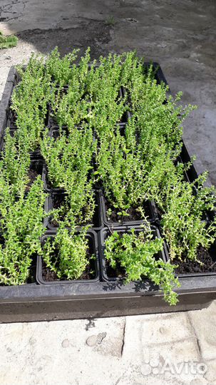 Почвопокровные многолетники,очиток