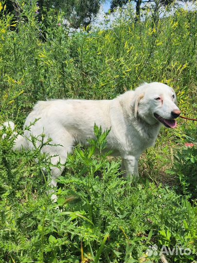 Милашка Белочка