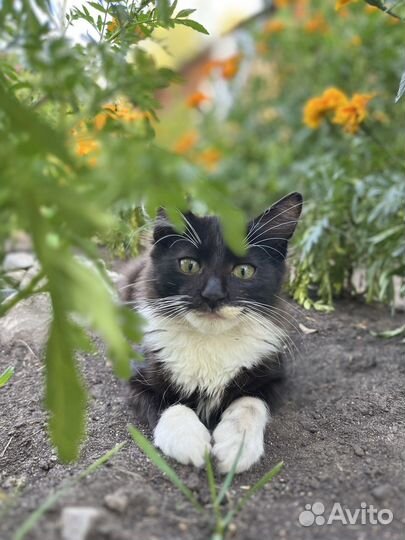 Черные котики и серые