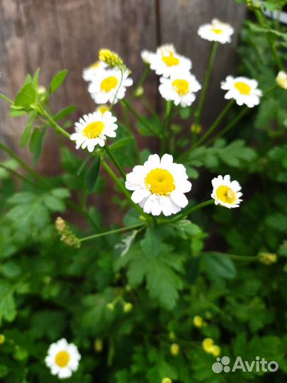 Девичья ромашка (пиретрум девичий)