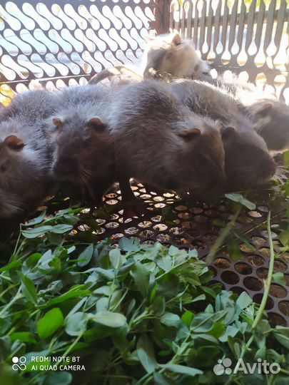 Нутрии молодняк