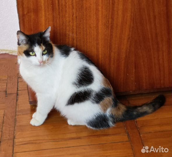 Кошка трехцветка в дар