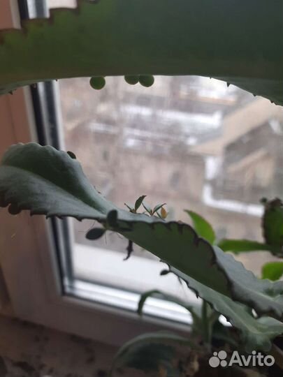 Каланхоэ лечебное дегремона чихалочка